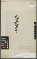 Foto von Salix repens subsp. repens L.